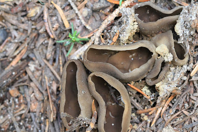 Peziza sp. (Brown Cup Fungus)