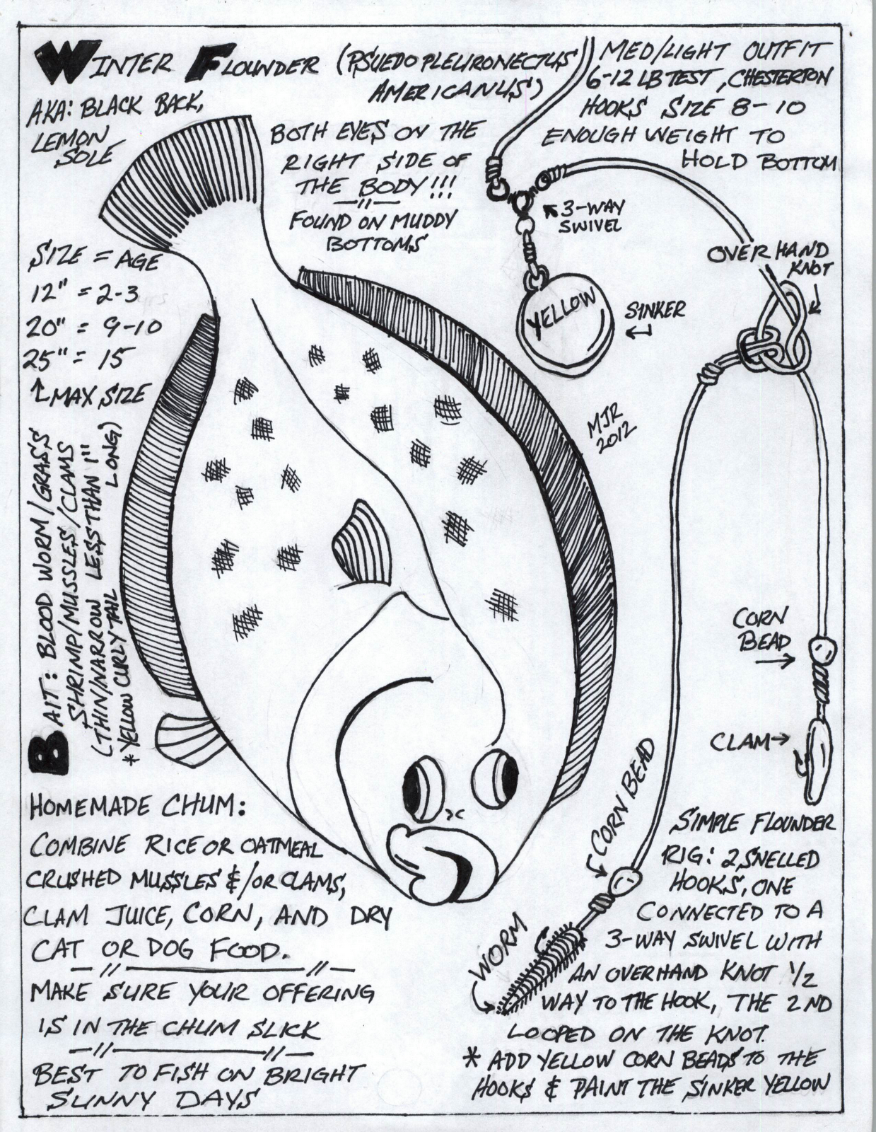 winter flounder winter flounder