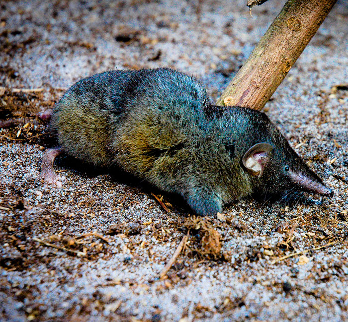 Sciency Thoughts New species of Hero Shrew from Équateur Province