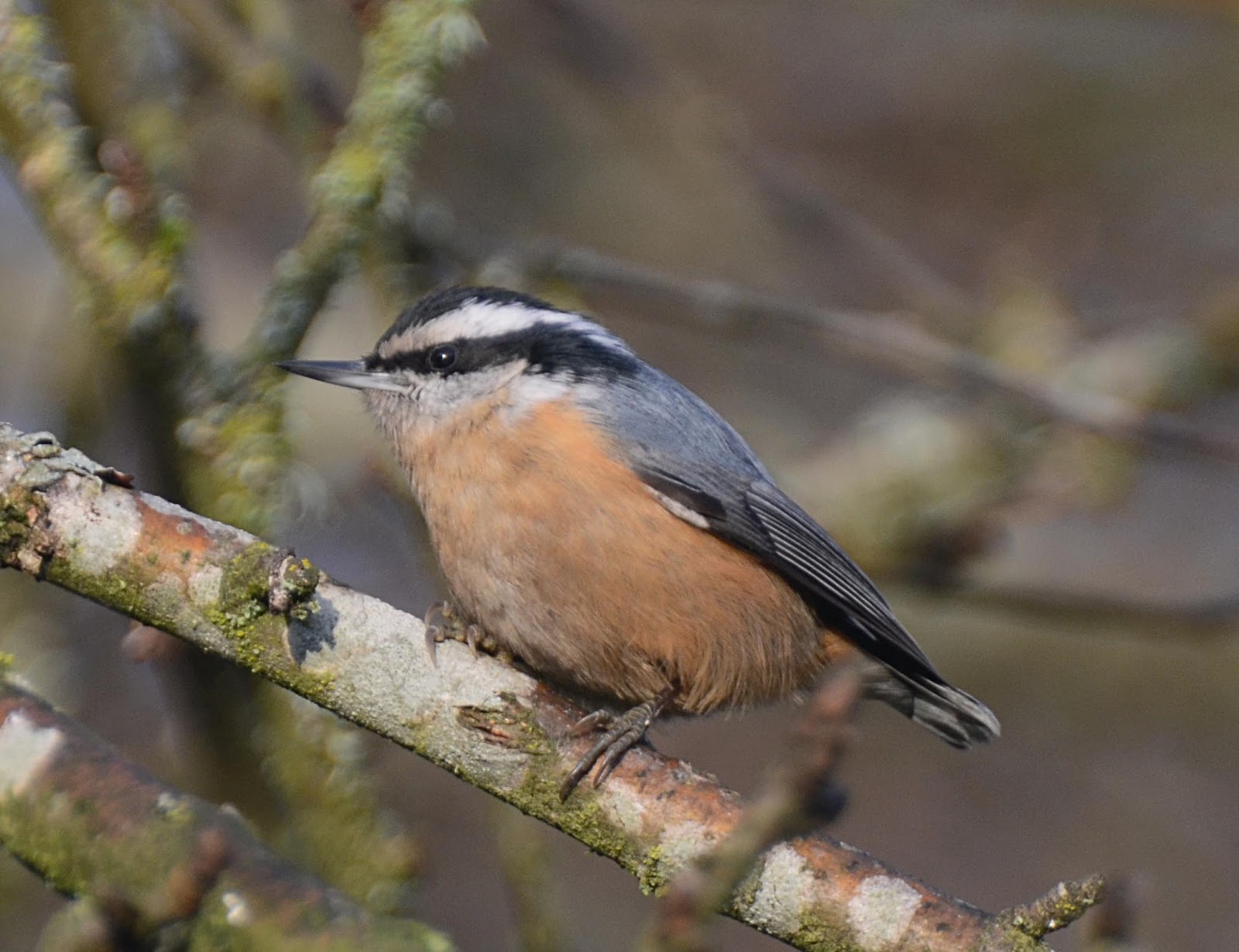 Oregon Backyard Birds, etc. March 2013