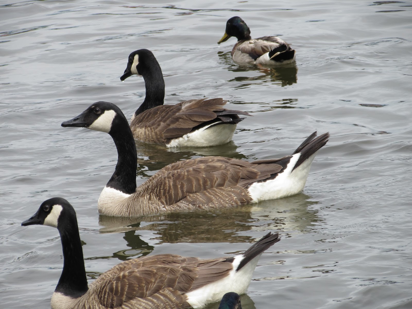 Pymatuning State Park Linesville Spillway "Where the ducks walk on the