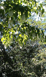 Davidia vilmoriniana - Handkerchief Tree Ruskin Park Leaves Turning White