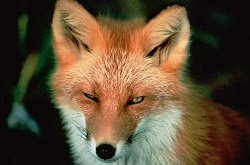 Zorro  *  Fox  *  Fuchs *   лиса