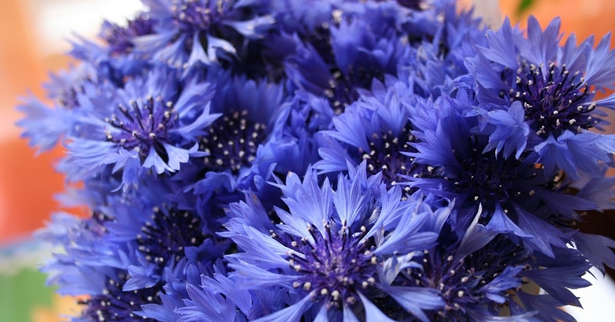 Символіка квітів українського вінка: Волошка