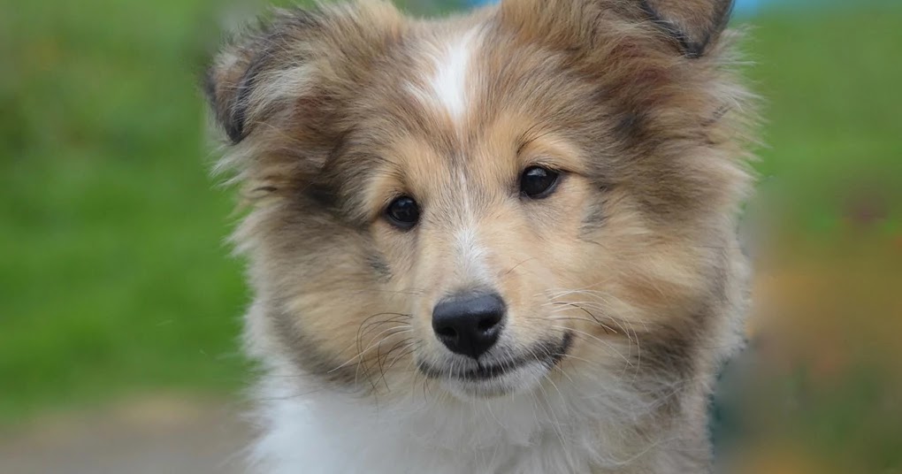 40 Medium-Sized Dog Breeds That Are the Perfect First Pet 