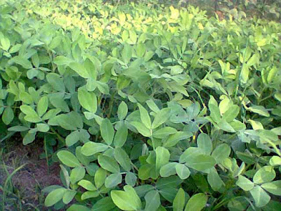  yaitu cara menanam kacang tanah dan bagaimana kita sebagai petani terutama petani kacang Tips Budidaya Kacang Tanah Organik Agar Sukses