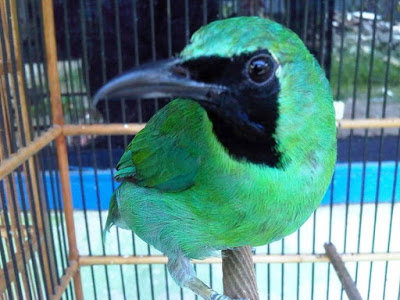 Mandi Malam Stabilkan Cucak Hijau Di Lomba