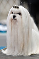 Beautiful White Maltese Dog in sitting position