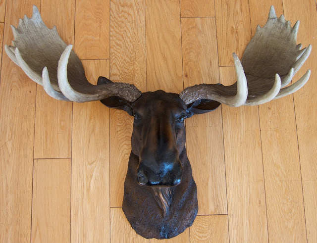 awesome-wall-mounted-moose-head