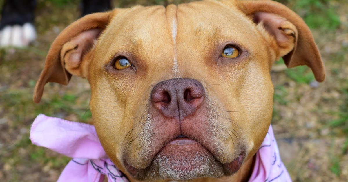 DZ's Adventures Petsmart & Pit Bull Type Dogs