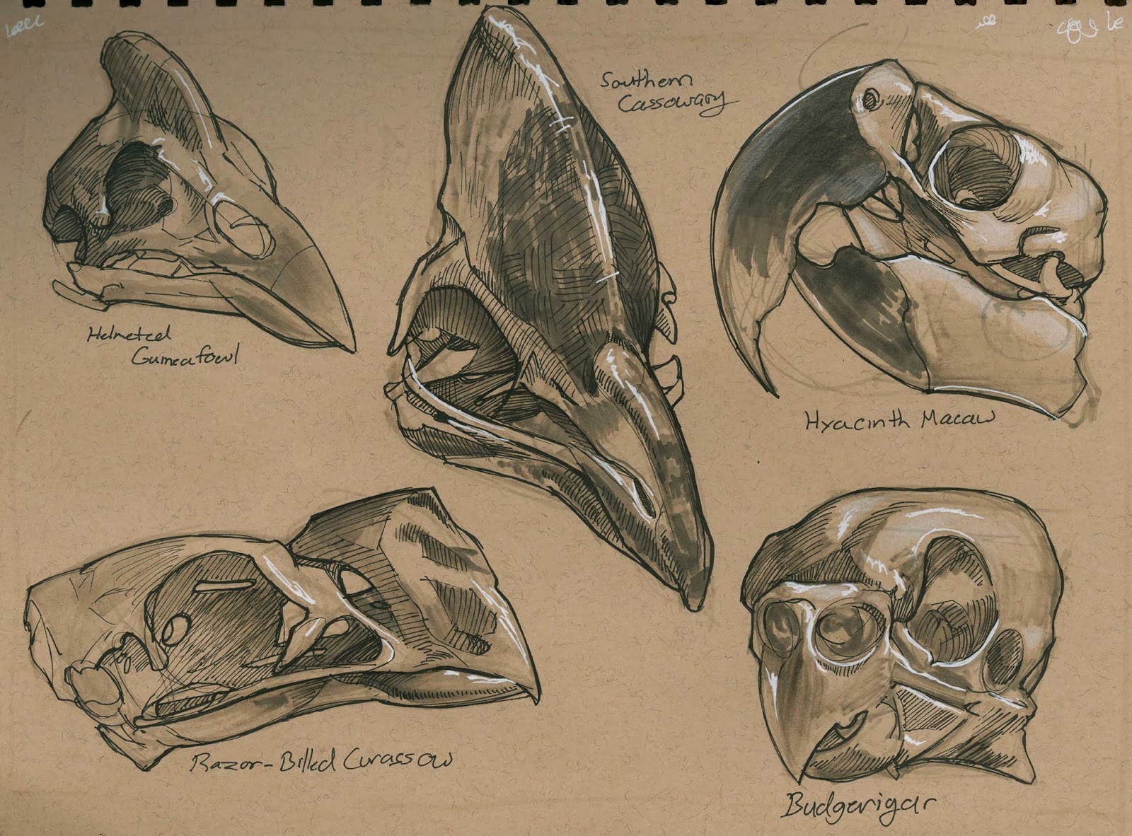 bird skull anatomy