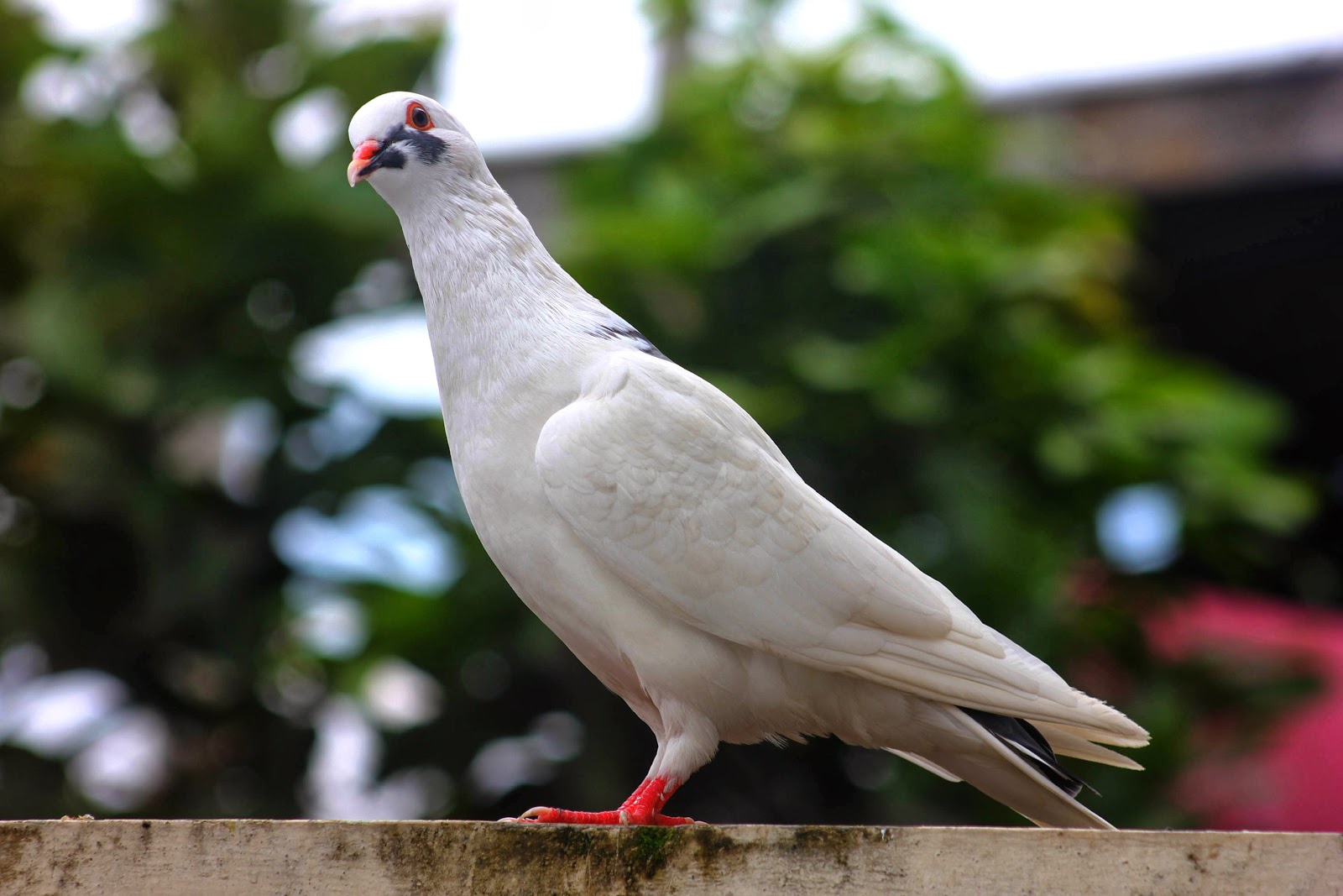 Warna Pasangan Merpati Yang Cocok u2013 SkyCrepers.com