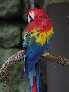 Macaw