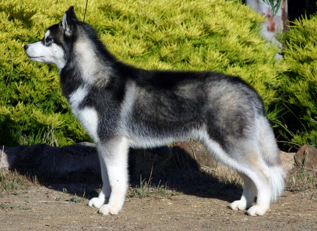 Jenis Anjing yang Mirip Serigala | SosBoks