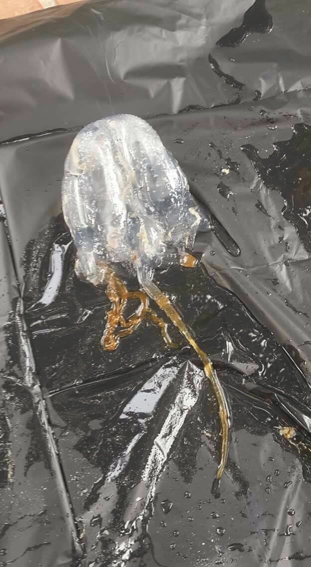 Camille's Samui Info blog Box jellyfish on Chaweng Beach