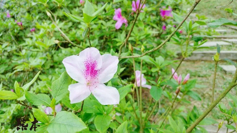 台灣農林熊空茶園|熊空茶園櫻花園|三峽櫻花季