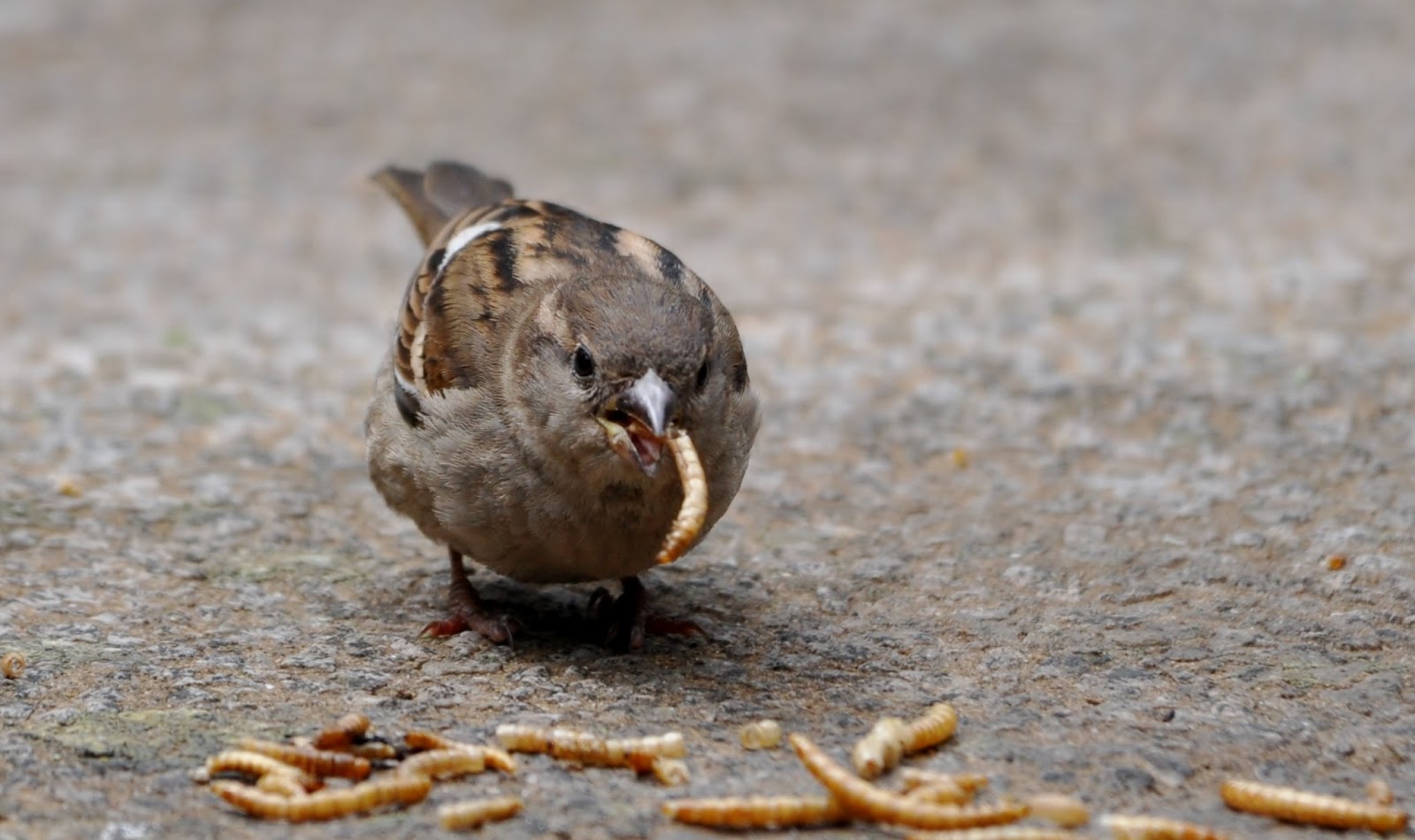 rambles with a camera Mealworms