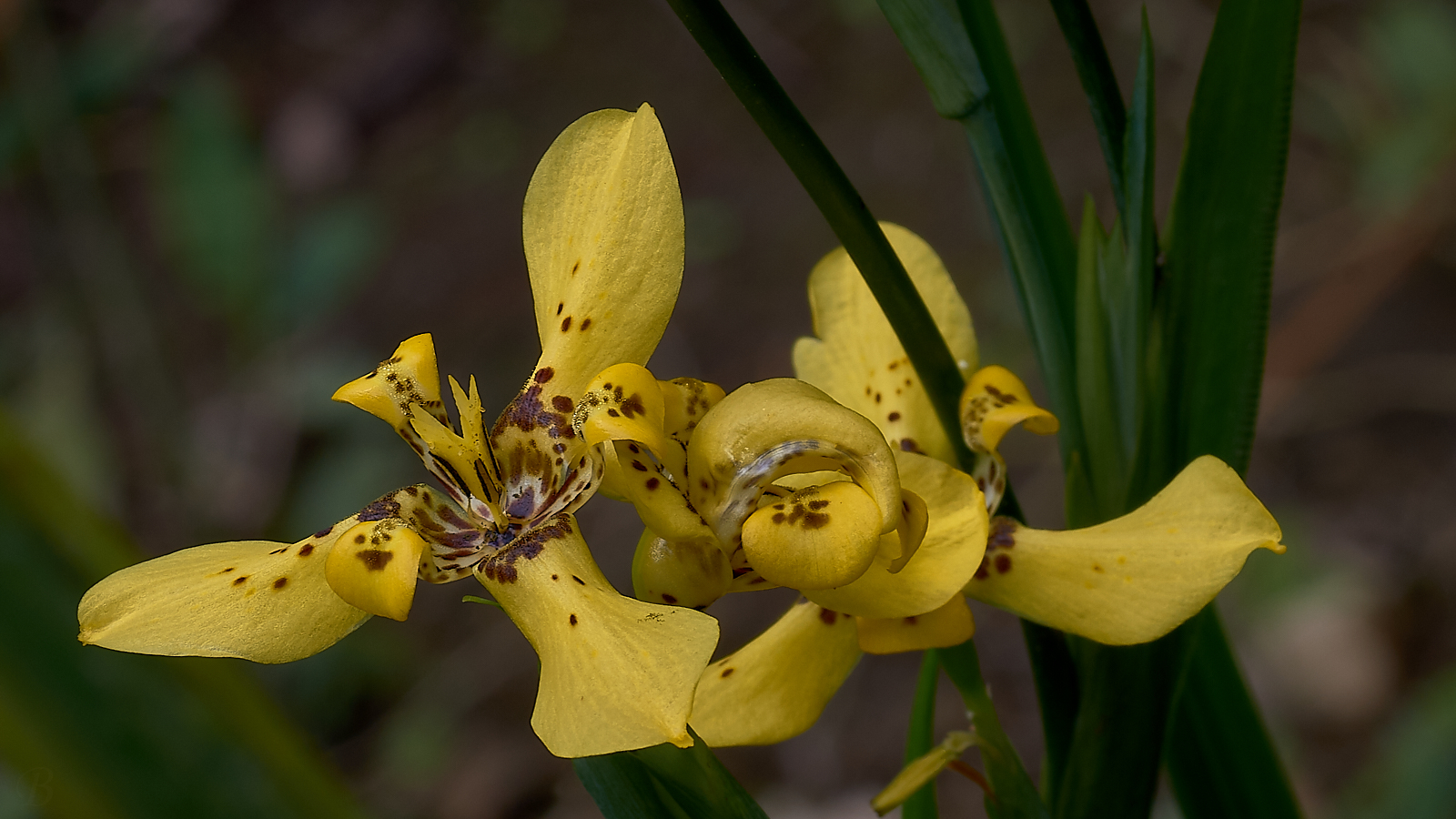 M'Lady says my brights should be brighter: I'm working on it