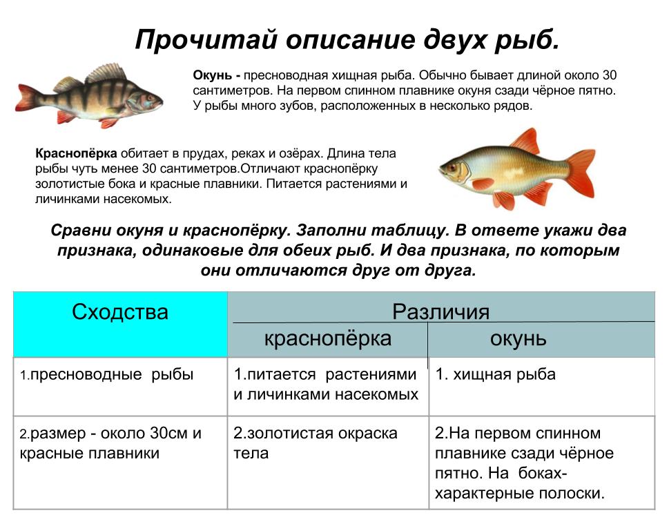 окунь и красноперка сходства и различия. впр окружающий мир 4 класс рабочая тетрадь. графы подразбиение ребра. прочитай описание и нарисуй ребра графов. прочитай описание двух.