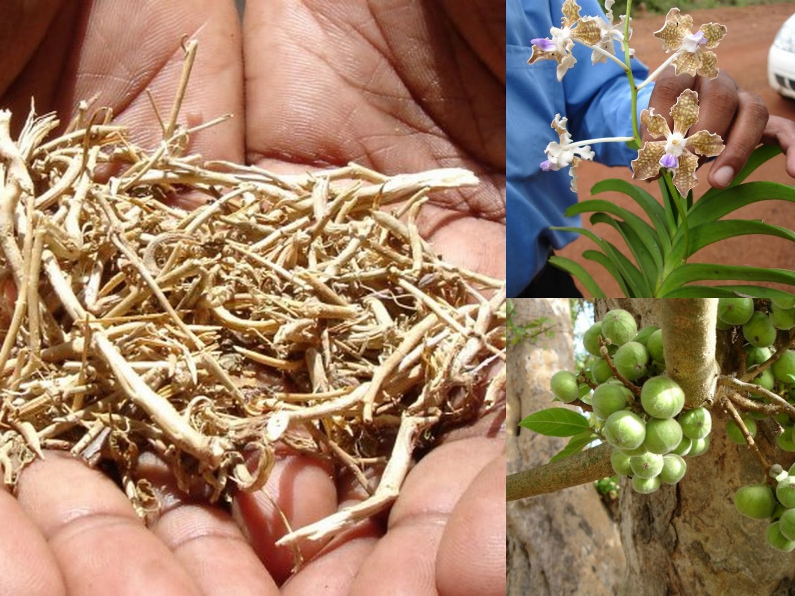 World Literature on Medicinal Plants from Pankaj Oudhia’s Medicinal