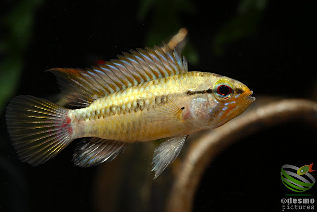 Apistogramma cf. hongsloi