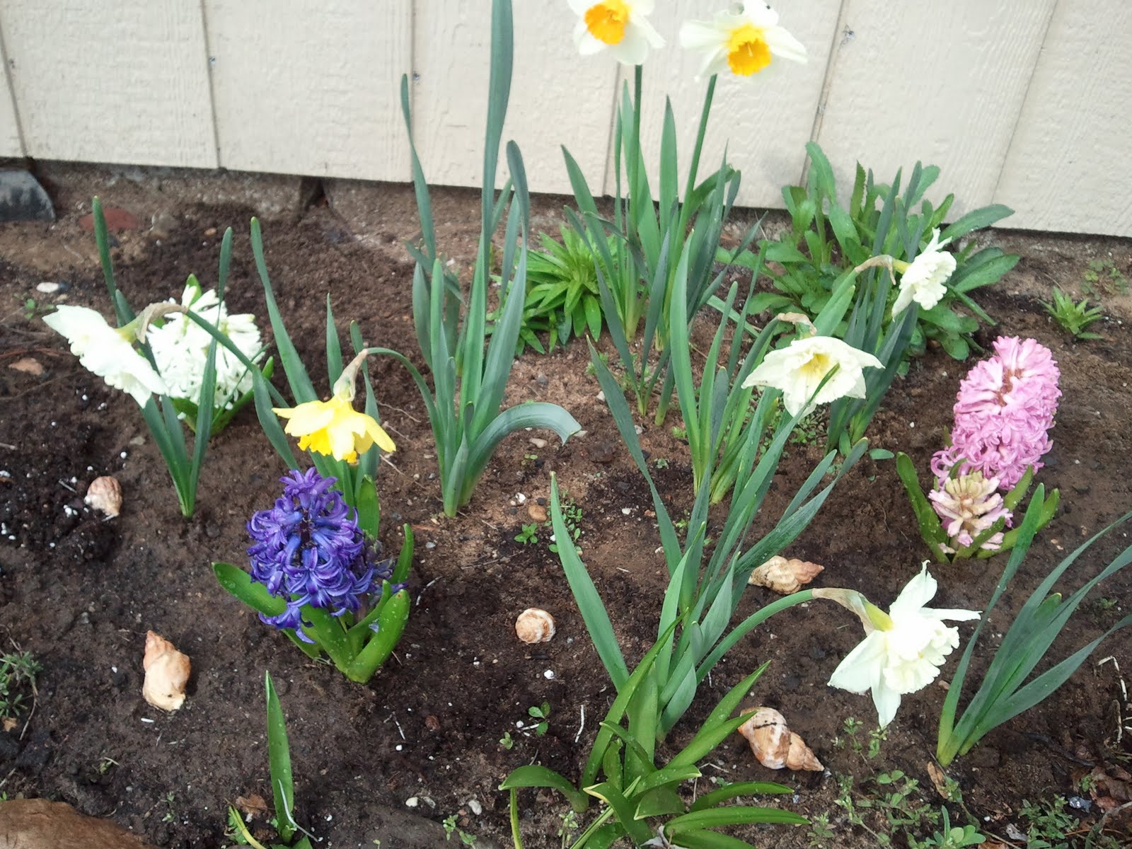 gardening in the boroughs of nyc I Can't Resist a Sale