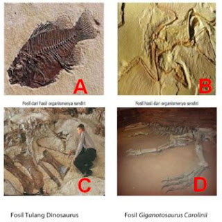 A. Fosil dari hasil organismenya sendiri; B. Bentuk fosil dari organisme sendiri; C. Fosil tulang dinosaurus; D. Fosil giganotosaurus carolinii