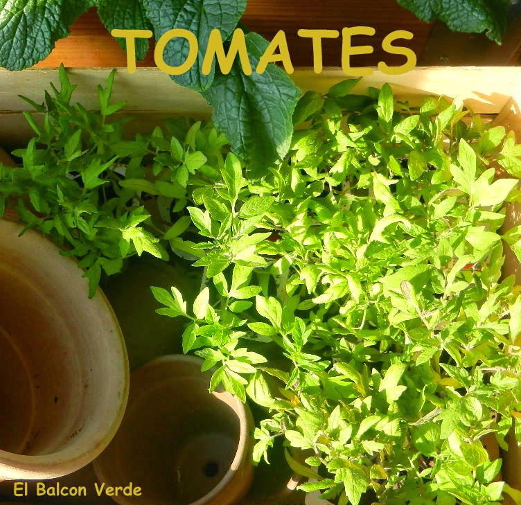 Tomates
