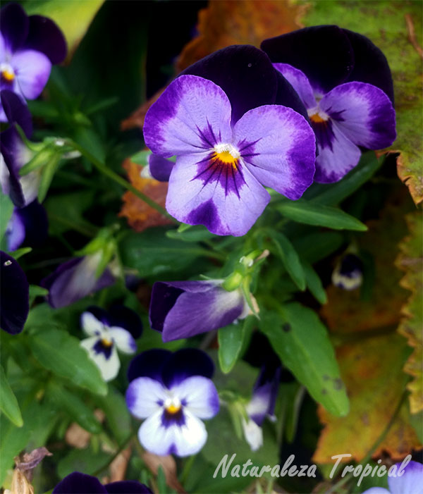 Otra variedad rosa-púrpura de la flor del Pensamiento, Viola × wittrockiana