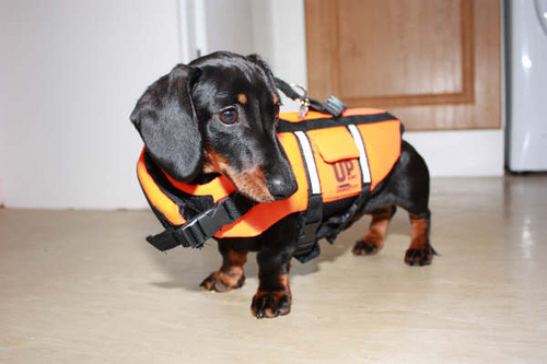 Picture Of A Dachshund: Dachshund Life Jacket
