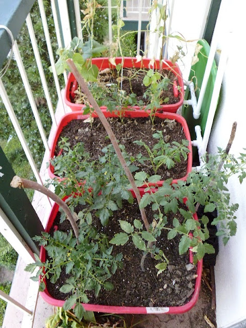 New Tomato Plants
