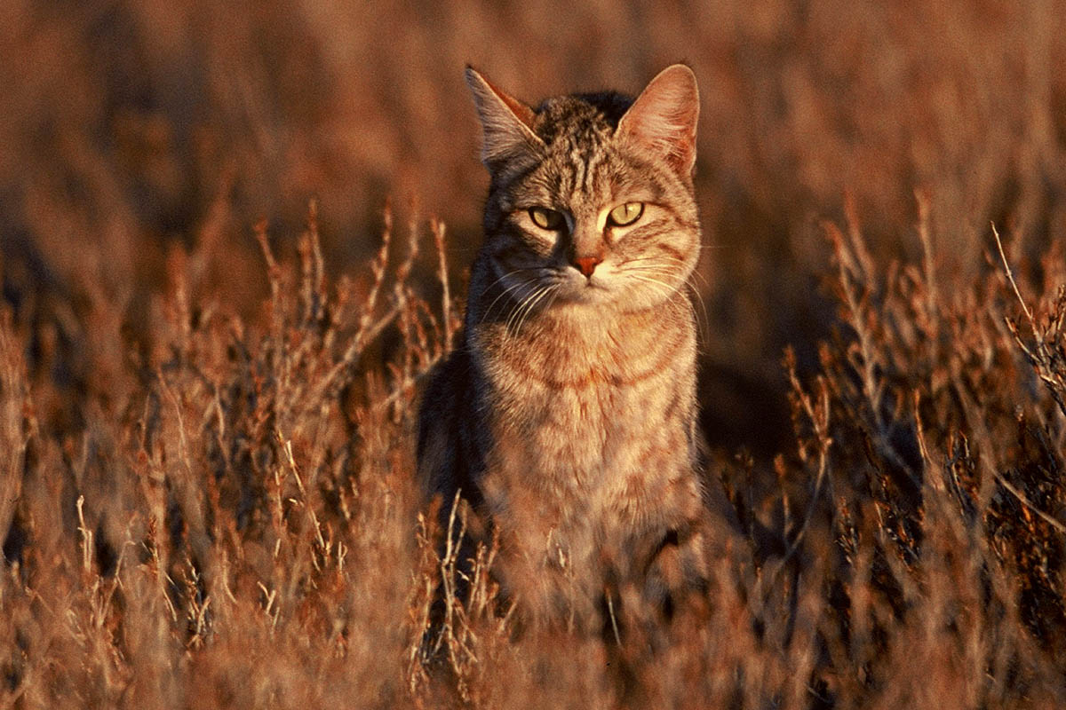 Amazing African Animals The African Small Cats; Beautiful dangerous