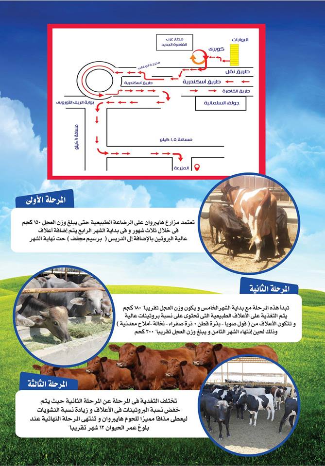 اسعار اضاحى العيد 2018 سعر خروف العيد سعر الجدى سعر العجول اسعار اضاحى العيد 2018 سعر خروف العيد سعر الجدى سعر العجول