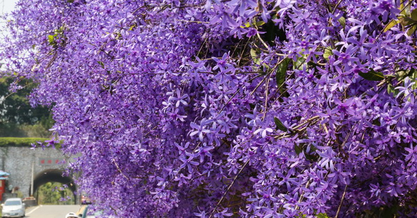 《南投．中寮》六七一茶花園整排錫葉藤盛開，紫爆超嚴重，免費參觀