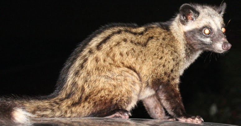 Rumah Careuh I Musang Pandan