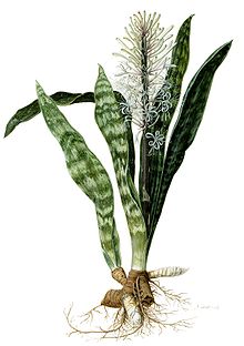 Lidah Mertua Sansevieria Coretan Blog Resti