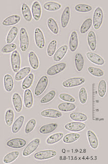Phaeohelotium imberbe 