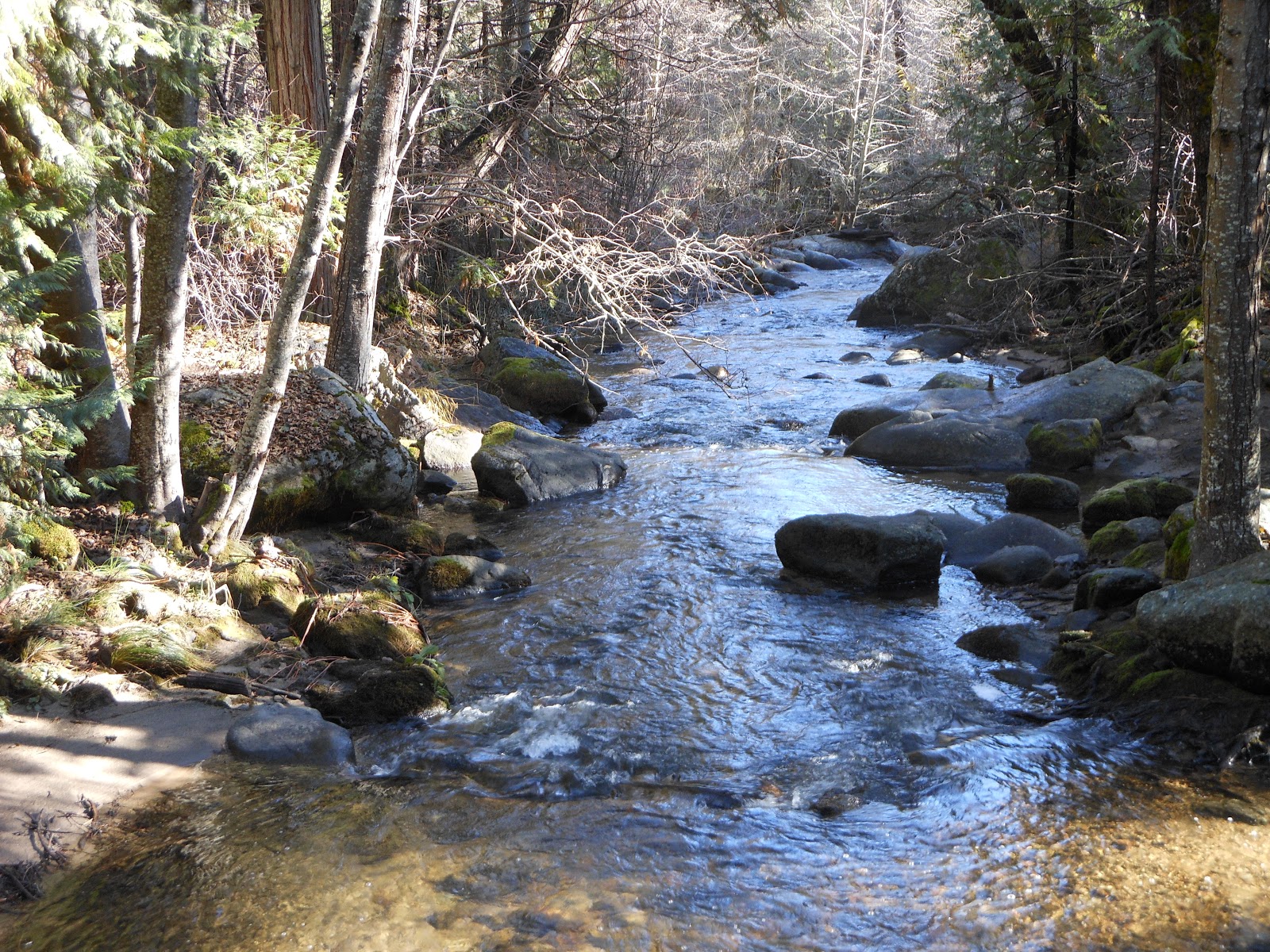 Mountain Delights Pictures from Lewis Creek trail