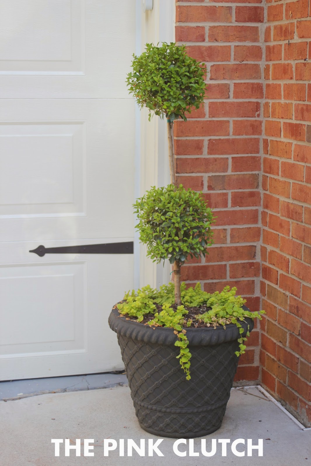 Butterfly Bush Bonsai