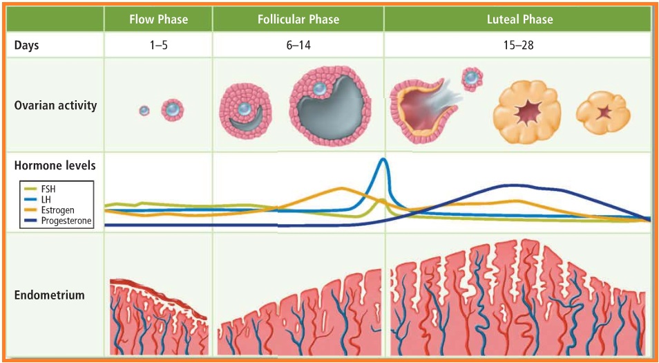 4 Tahapan Siklus Menstruasi Pada Wanita - Biologi Edukasi: Belajar