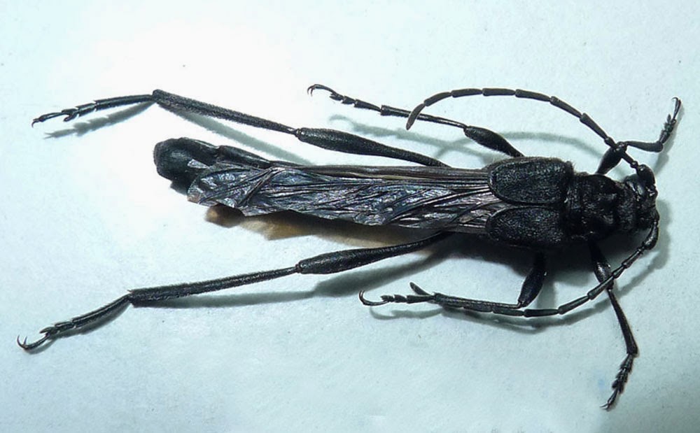 Vietnam Insect: Necydalis from North Vietnam