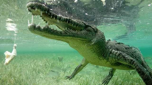 Footage of underwater croc feeding