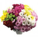 Great for Date Daisy Bunches!