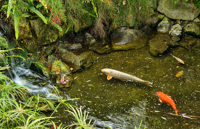 Ekosistem kolam ikan