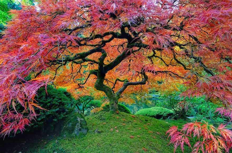 #4. The Japanese Maple - 16 Of The Most Magnificent Trees In The World.