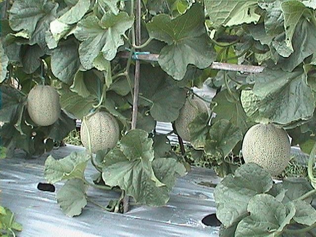 Botanical Pesticides Pestisida Nabati Pembesaran Buah Melon