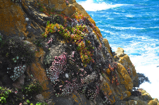 trek point lobos california travel blog