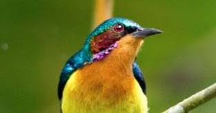 Mengenal Lebih Dekat Burung Kolibri Wulung Di Habitat Aslinya