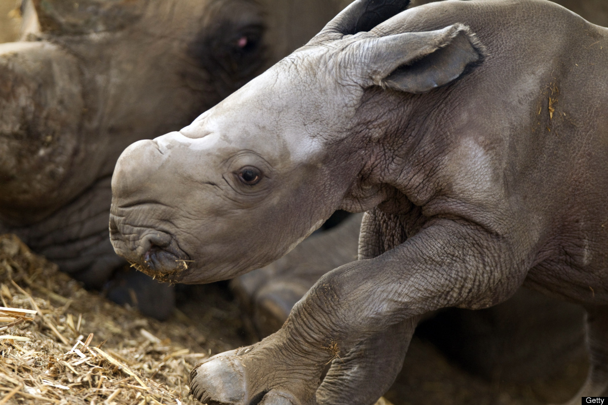 Сколько детенышей носорога родилось в 2001 году. Детеныш носорога. Белый носорог детеныш. Африканский носорог. Носорог и бородавочник.