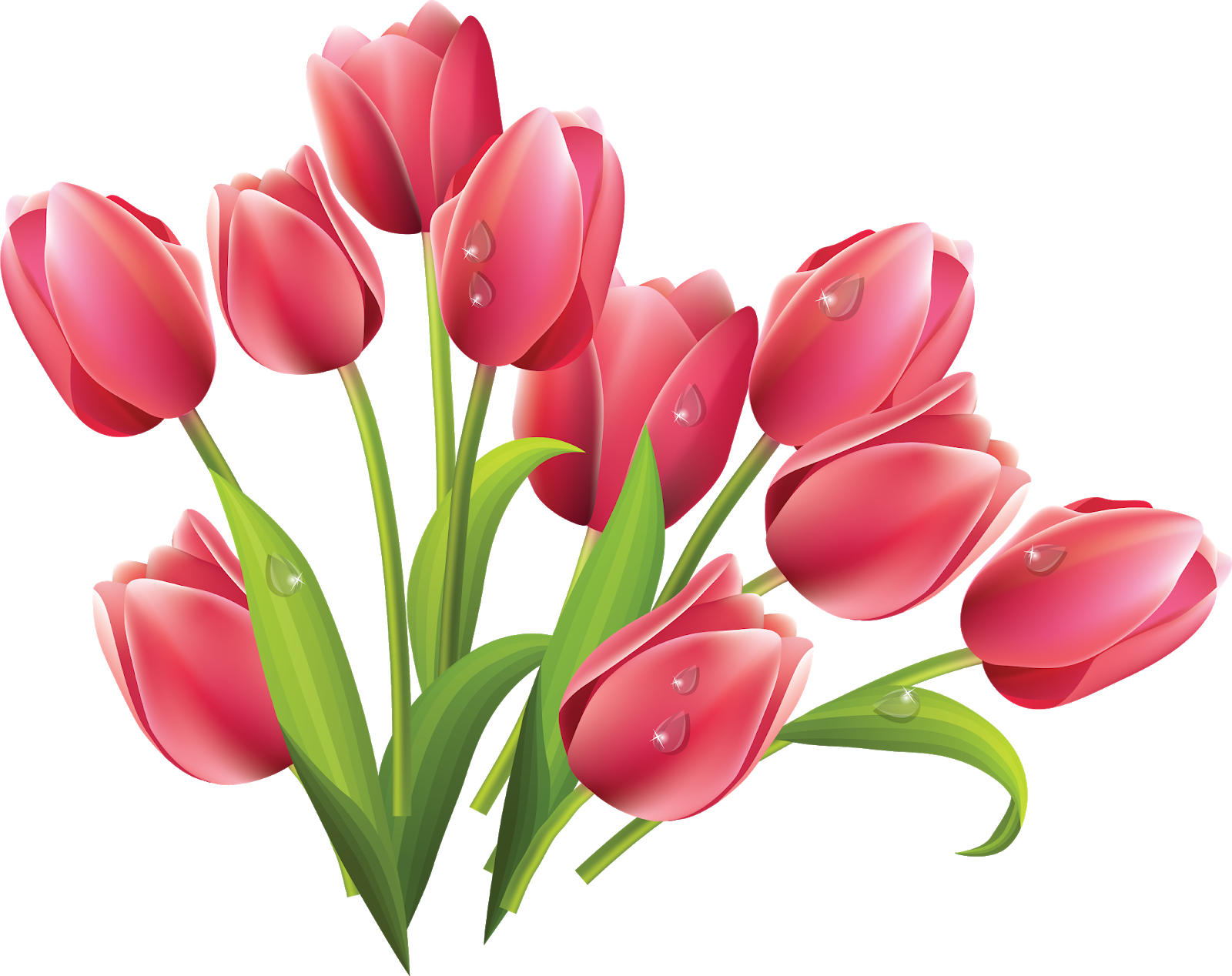 Тюльпаны png на прозрачном. Цветы тюльпаны. Тюльпаны на прозрачном фоне. Розовые тюльпаны. Цветы без фона.